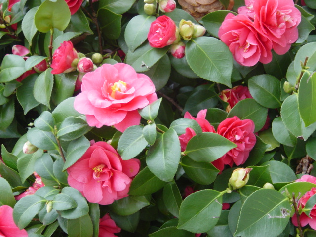 A Semi-double-flowered Camellia cultivar