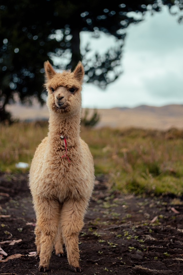 Alpaca on farm